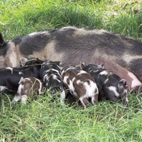 Buy canvas prints of Piglets feeding by Thanet Photos