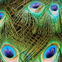 Buy canvas prints of Peacock close up by Thanet Photos