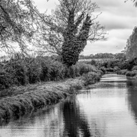 Buy canvas prints of Tree by the river by Thanet Photos