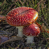 Buy canvas prints of Red toadstool by Thanet Photos