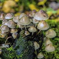 Buy canvas prints of Toadstools by Thanet Photos