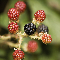 Buy canvas prints of Blackberries by Thanet Photos