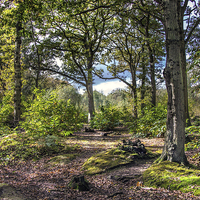 Buy canvas prints of Blean woods by Thanet Photos