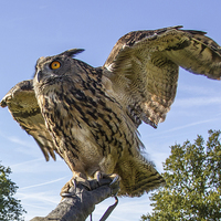 Buy canvas prints of Eagle owl by Thanet Photos
