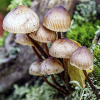 Buy canvas prints of Fungi by Thanet Photos