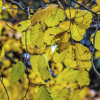 Buy canvas prints of Autumn leaves by Thanet Photos