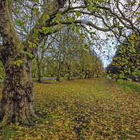 Buy canvas prints of Autumn scene by Thanet Photos