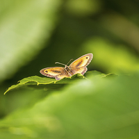 Buy canvas prints of The Last Butterfly by Thanet Photos