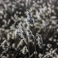 Buy canvas prints of reed seed heads by Thanet Photos