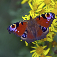 Buy canvas prints of Peacock butterfly by Thanet Photos
