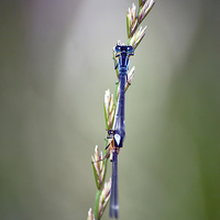 Buy canvas prints of Blue damselfly by Thanet Photos
