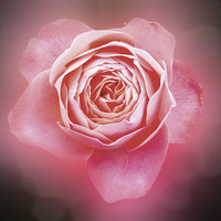 Buy canvas prints of Pink rose by Thanet Photos