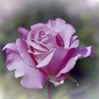 Buy canvas prints of Beautiful pink rose by Thanet Photos