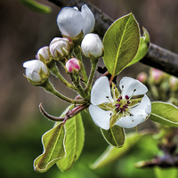 Buy canvas prints of Apple blossom by Thanet Photos