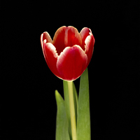 Buy canvas prints of Single tulip by Thanet Photos