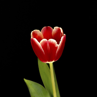 Buy canvas prints of single Tulip flower by Thanet Photos