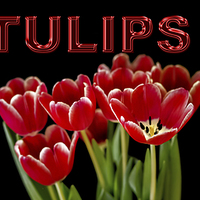 Buy canvas prints of Tulip panorama by Thanet Photos