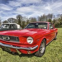 Buy canvas prints of Shelby Mustang by Thanet Photos