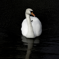 Buy canvas prints of White Swan by Thanet Photos