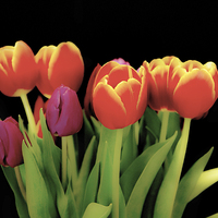 Buy canvas prints of Beautiful Tulips by Thanet Photos