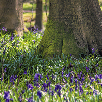 Buy canvas prints of Bluebell woods by Thanet Photos