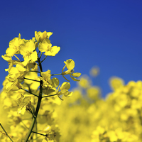 Buy canvas prints of Yellow on Blue by Thanet Photos