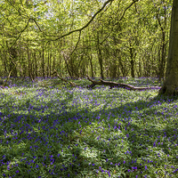 Buy canvas prints of Carpet of Bluebells by Thanet Photos