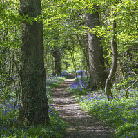 Buy canvas prints of Woodland path by Thanet Photos