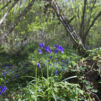 Buy canvas prints of Bluebells by Thanet Photos