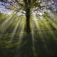 Buy canvas prints of Rays of light in a woodland by Thanet Photos