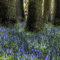 Buy canvas prints of Bluebell carpet by Thanet Photos