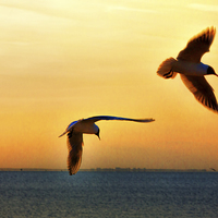 Buy canvas prints of Silhouetted birds by Thanet Photos