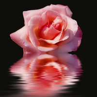 Buy canvas prints of Pink rose reflections by Thanet Photos
