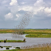 Buy canvas prints of Flock of birds by Thanet Photos