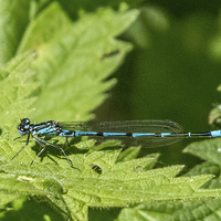 Buy canvas prints of Male common blue damselfly by Thanet Photos