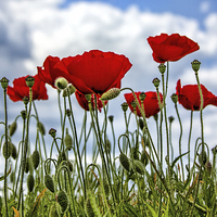 Buy canvas prints of poppy by Thanet Photos