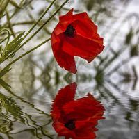 Buy canvas prints of Poppy reflection by Thanet Photos
