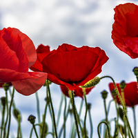 Buy canvas prints of Poppy Art by Thanet Photos
