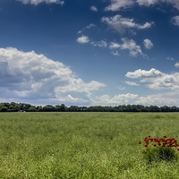 Buy canvas prints of Poppys in a field by Thanet Photos