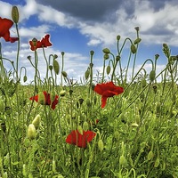 Buy canvas prints of Poppy by Thanet Photos
