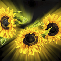 Buy canvas prints of Sunflower explosion by Thanet Photos