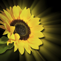 Buy canvas prints of Sunflower 3d by Thanet Photos