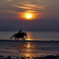 Buy canvas prints of  Horse on the beach at sunset by Thanet Photos