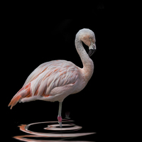 Buy canvas prints of  Chilean Flamingo by Thanet Photos