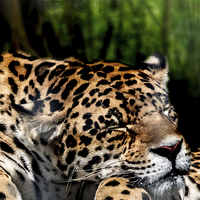 Buy canvas prints of  Sleeping Jaguar by Thanet Photos