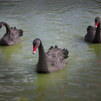 Buy canvas prints of  Black Swan by Thanet Photos