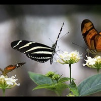 Buy canvas prints of  Three exotic butterflies   by Thanet Photos