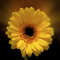 Buy canvas prints of  Yellow Gerbera by Thanet Photos