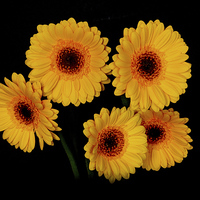 Buy canvas prints of  Yellow Gerberas by Thanet Photos