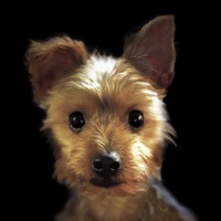 Buy canvas prints of  Yorkshire Terrier by Thanet Photos